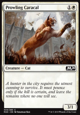 【JPN】《潛行獰貓/Prowling Caracal》[核心系列2020]