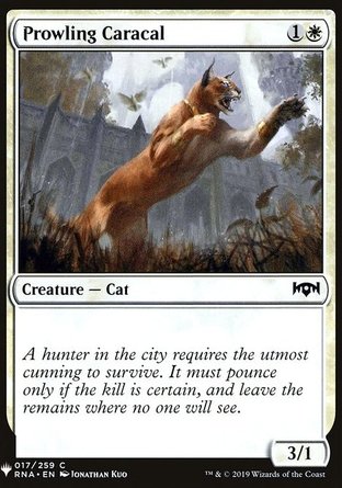 【ENG】《潛行獰貓/Prowling Caracal》[神秘補充包]